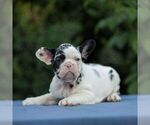 Small Photo #4 French Bulldog Puppy For Sale in EMPIRE STATE, NY, USA