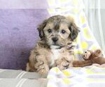 Small #18 ShihPoo