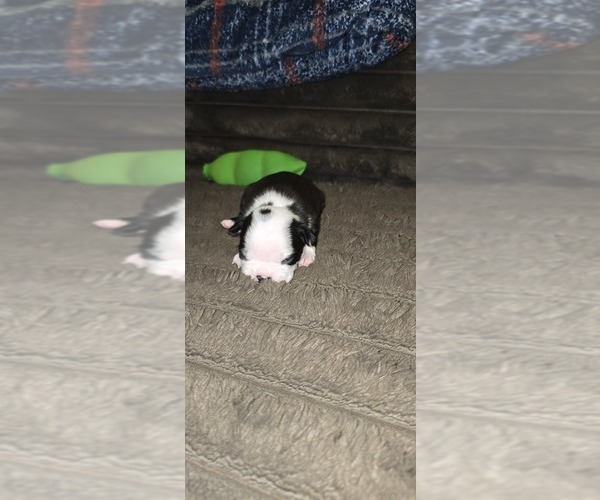 Medium Photo #1 Boston Terrier Puppy For Sale in MITCHELL, IN, USA