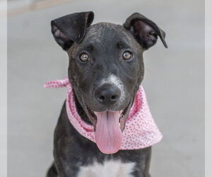 American Pit Bull Terrier-Labrador Retriever Mix Dogs for adoption in Wesley Chapel, SC, USA