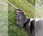 Small #3 Labrador Retriever Mix