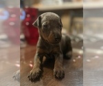 Small #2 Doberman Pinscher