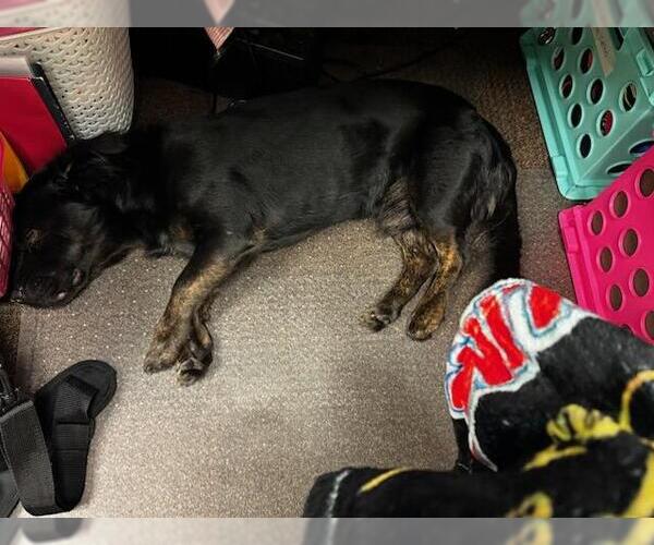 Medium Photo #4 Dachshund-Unknown Mix Puppy For Sale in Sanford, FL, USA