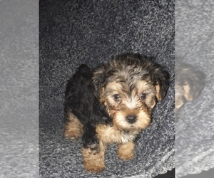 Poodle (Toy)-YorkiePoo Mix Puppy for sale in SHELBY, NC, USA