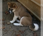 Small Photo #4 Akita Puppy For Sale in SHELBY, NC, USA