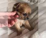 Small #4 Chihuahua