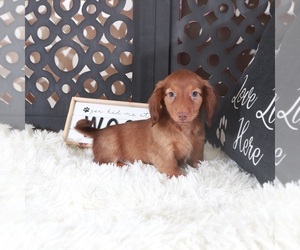 Dachshund Puppy for Sale in MOUNT VERNON, Ohio USA