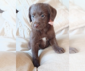 Miniature Labradoodle Puppy for Sale in NILES, Michigan USA