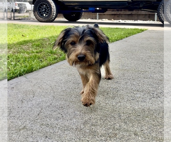 Medium Photo #1 Yorkshire Terrier Puppy For Sale in MODESTO, CA, USA