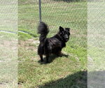 Small #4 Border Collie Mix