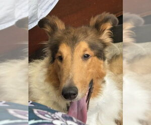 Collie-Unknown Mix Dogs for adoption in Dublin, OH, USA
