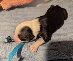 Small Photo #7 Australian Shepherd Puppy For Sale in SYLVA, NC, USA