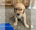 Puppy Light Blue Boy Golden Retriever