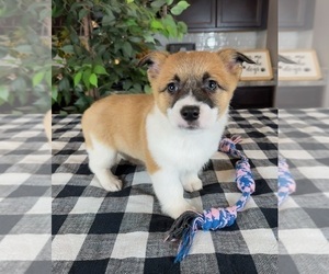 Pembroke Welsh Corgi Puppy for sale in GREENWOOD, IN, USA