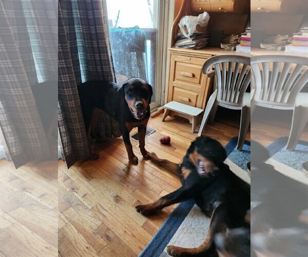 Medium Photo #3 Rottweiler Puppy For Sale in Mills, WY, USA