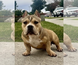 American Bully Puppy for sale in FULLERTON, CA, USA