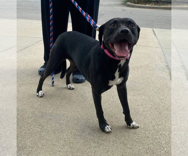 Medium Photo #4 Beagle-Border Collie Mix Puppy For Sale in White Bluff, TN, USA