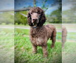 Small #2 Poodle (Standard) Mix