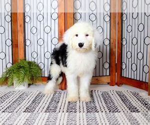Sheepadoodle Puppy for sale in NAPLES, FL, USA