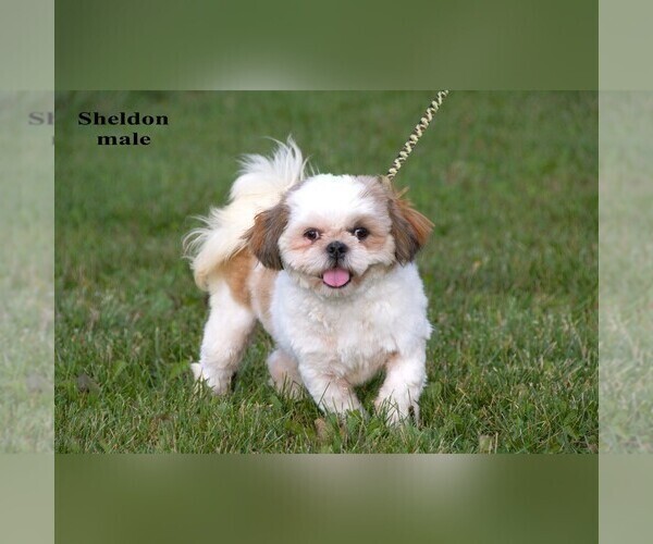 Medium Photo #15 Shih Tzu Puppy For Sale in CLARE, MI, USA