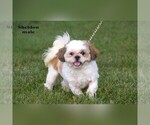 Small #14 Shih Tzu