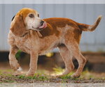Small #1 Bagle Hound