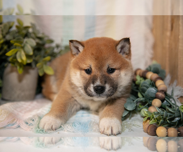 Medium Photo #7 Shiba Inu Puppy For Sale in TOPEKA, IN, USA