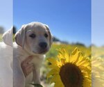 Small Photo #2 Labrador Retriever Puppy For Sale in Darlington, MD, USA