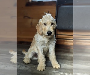 Goldendoodle (Miniature) Puppy for sale in QUARRYVILLE, PA, USA