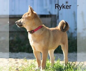 Shiba Inu Puppy for sale in LOYAL, WI, USA