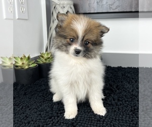 Pomeranian Puppy for sale in FRANKLIN, IN, USA