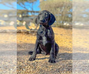 Labrador Retriever-Unknown Mix Dogs for adoption in PIPE CREEK, TX, USA