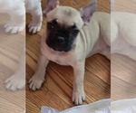 Puppy Sable French Bulldog