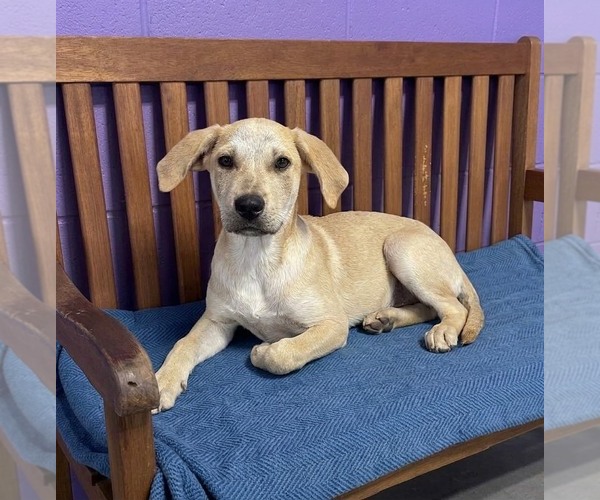 Medium Photo #3 Labrador Retriever-Unknown Mix Puppy For Sale in Genesee, WI, USA