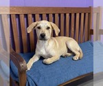 Small #2 Labrador Retriever Mix