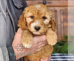 Goldendoodle (Miniature) Puppy for sale in LITITZ, PA, USA