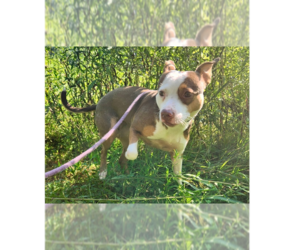 Dallas - Female Staffordshire Bull Terrier-Unknown Mix Dog for Adoption - Photo #8