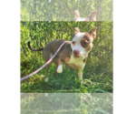 Small #7 Staffordshire Bull Terrier Mix