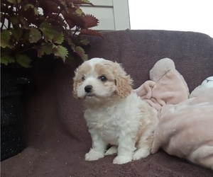 Cavachon Puppy for sale in GORDONVILLE, PA, USA