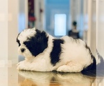 Small Photo #8 Shih Tzu Puppy For Sale in BUFORD, GA, USA