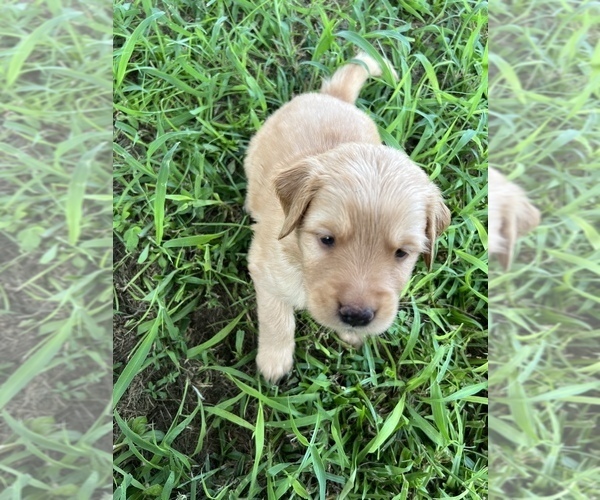 Medium Photo #1 Golden Retriever Puppy For Sale in BARTOW, FL, USA