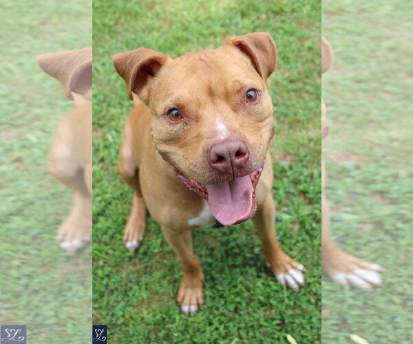 Medium Photo #4 American Pit Bull Terrier-Unknown Mix Puppy For Sale in Lockport, NY, USA