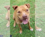 Small #3 American Pit Bull Terrier Mix