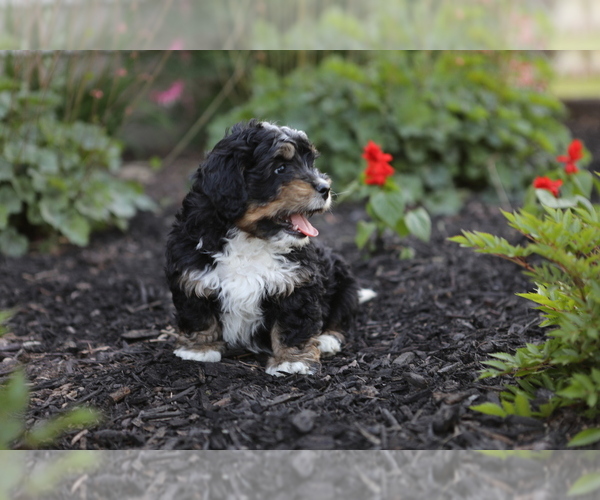 Medium Photo #7 Bernedoodle (Miniature) Puppy For Sale in GOSHEN, IN, USA