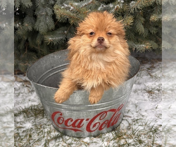 Medium Photo #1 Pomeranian Puppy For Sale in MIDDLEBURY, IN, USA