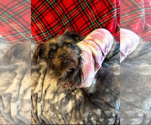 Chloe - Female Shih Tzu-Unknown Mix Dog for Adoption - Photo #2