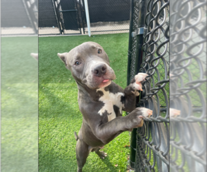 Mutt Dogs for adoption in NEWPORT NH, NH, USA