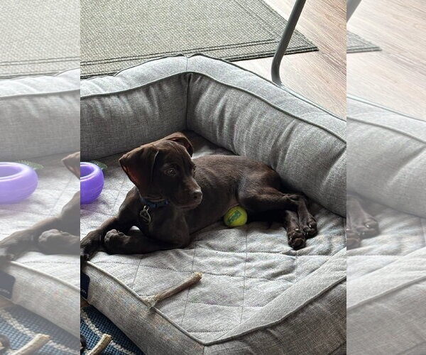 Medium Photo #6 German Shorthaired Pointer Puppy For Sale in Stephens City, VA, USA
