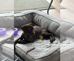 Small #5 German Shorthaired Pointer