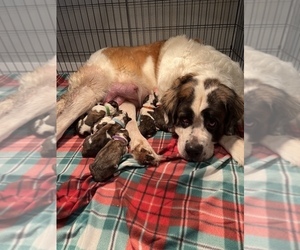 Saint Bernard Puppy for sale in ALBANY, OR, USA